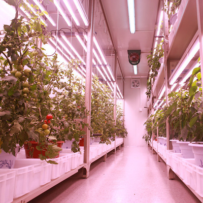 Σπόρος Αρχής Φωτός Σώμα υλικό PC Led Grow Light Strip με 5050 Dc 12v/24v